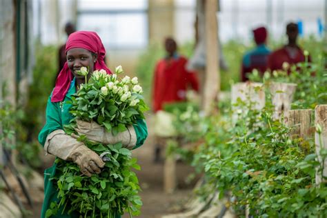 Fairtrade Africa on Twitter: "A recent study about the impact of Fairtrade on flower workers and ...