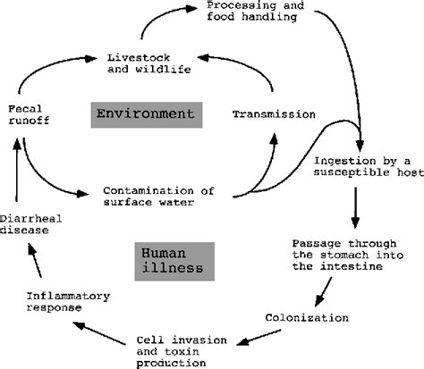 Pathogenesis Of Campylobacter