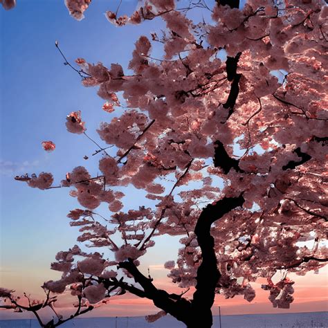 Cherry Blossom Tree at Sunset · Creative Fabrica