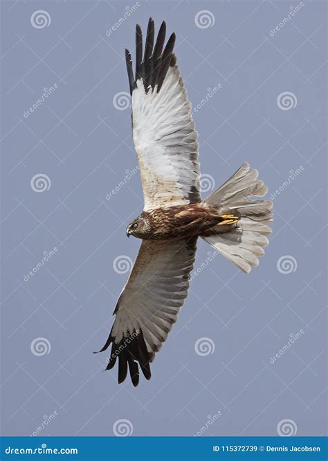 Western Marsh Harrier Circus Aeruginosus Stock Image - Image of