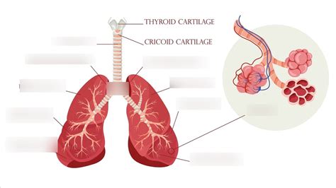 Ttu Anatomy Final Pulmonary System Diagram Quizlet