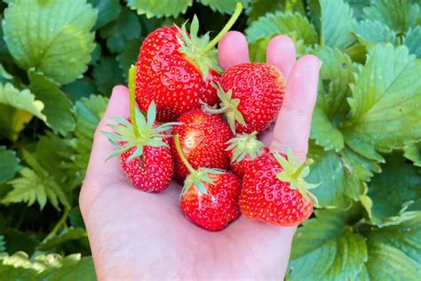 Cara Menanam Strawberry Di Halaman Atau Taman Rumah Dengan Mudah Dan