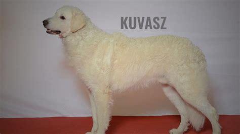 Kuvasz Dog Breed Information And Temperament Petmoo