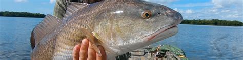 Catch More Redfish In Tampa Bay Capt Jason Dozier