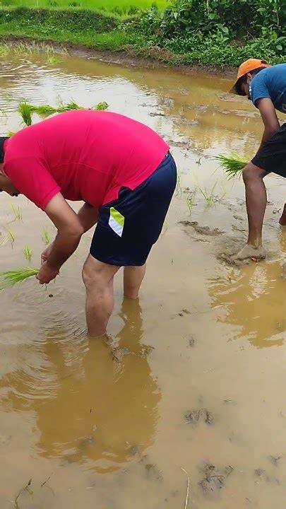 Kokanatil Bhat Lavni Konkan Ytshorts Konkanlife कोकण Shorts