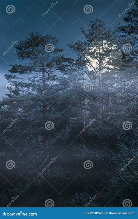 Rising Full Moon Over A Forest Stock Photo Image Of Black Dawn