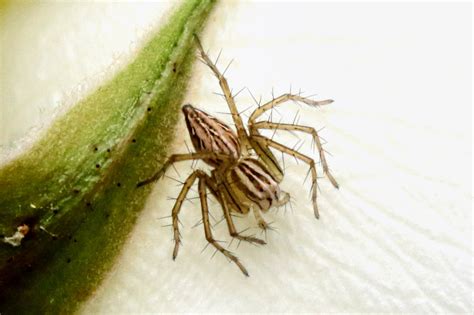 Grass Lynx Spiders From Jarrahmond VIC 3888 Australia On November 11