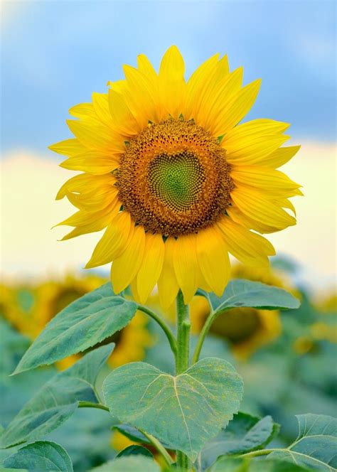 Single Sunflower Isolated Sunflower Photography Sunflower Pictures