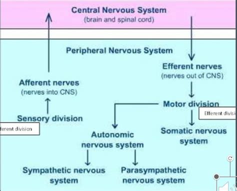 The Nervous System Flashcards Quizlet