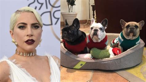 Lady Gaga Ofrece 500 000 Dólares Por Sus Perros Secuestrados