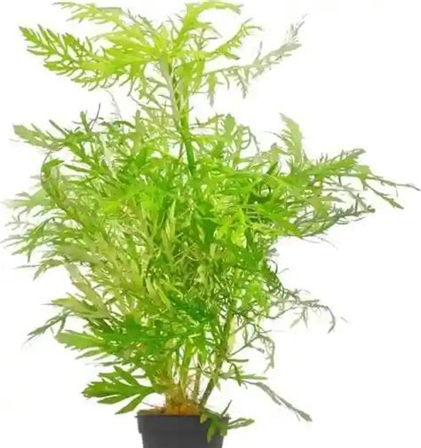 Water Wisteria Aquarium Plants Ultimate Guide