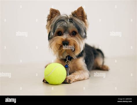 Is It Playtime Yet A Yorkshire Terrier Playing With A Ball Stock Photo