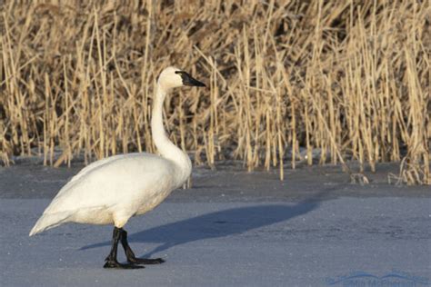 Tundra Swan And Shadow On Ice Mia Mcpherson S On The Wing Photography