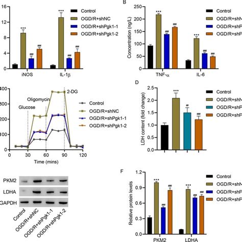 Pgk Knockdown Inhibited Ogd R Induced Hapi Microglial Cell M