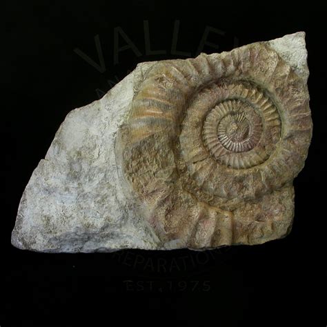 Giant Ammonite Dactylioceras Fossil Skeletons And Skulls Superstore