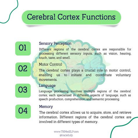 Cerebral Cortex: Function and Purpose — TBI MedSLP