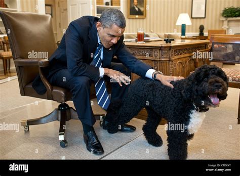 US President Barack Obama pets Bo, the Obama family dog in the Oval ...