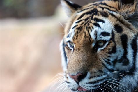 4K Tigers Snout Whiskers Glance HD Wallpaper Rare Gallery