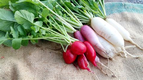 How to Plant Radishes in Your Garden (Tricks to Care!)