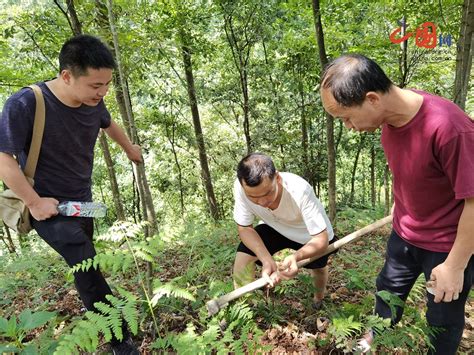 杭州淳安县林业局东西扶贫协作对口帮扶工作显成效 中国网