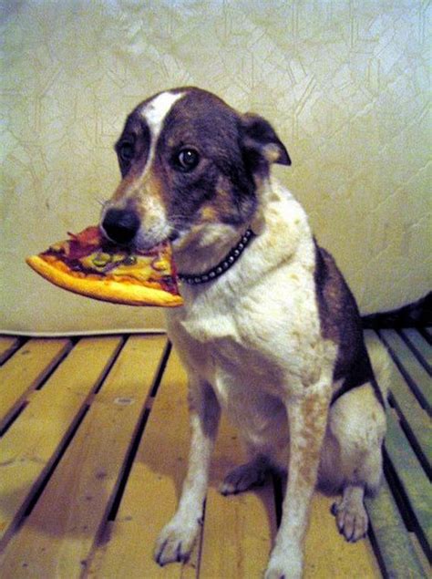 Dogs Eating Pizza - Barnorama