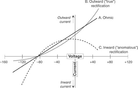 The Cardiac Action Potential Thoracic Key