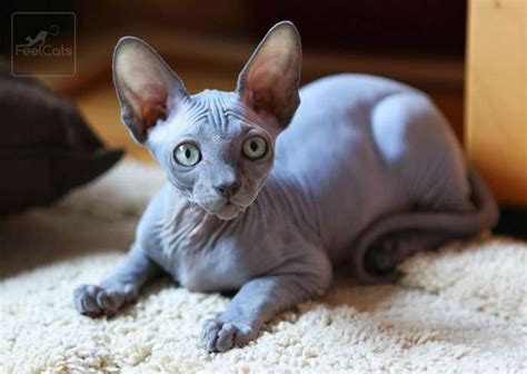 Sphynx El Gato Esfinge Y Sus Curiosidades FeelCats