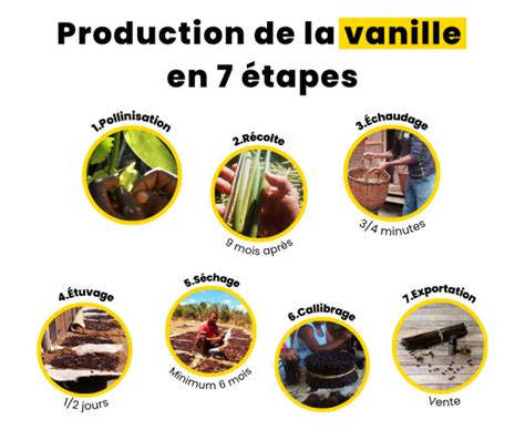 La Production De La Vanille En Tapes Vanilla Bridge