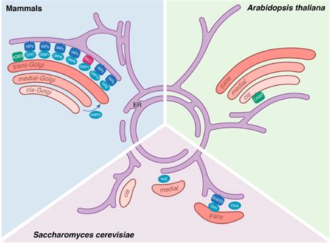 Components Of Golgi ER Contacts In Mammals Arabidopsis Thaliana And