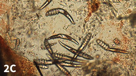 Skin Scraping For External Parasites Clinician S Brief