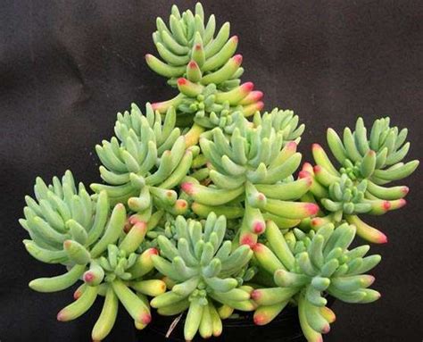 Sedum pachyphyllum | Succulents, Sedum, Planting succulents