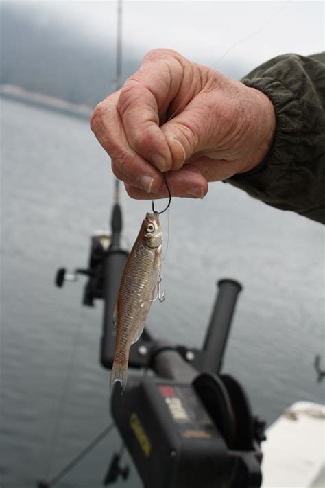 Trolling For Big Trout Takes Center Stage On Lake Jocassee When The