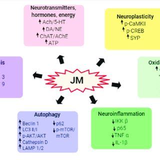 Schematic Representation The Underlying Mechanism Of Neuroprotective