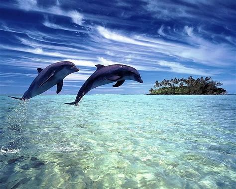 Малоизвестные факты о дельфинах - Наука и жизнь | Dolphins, Animals, Led tv