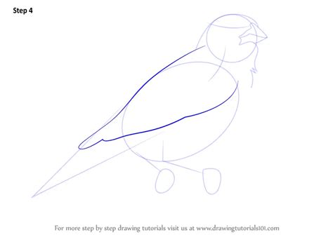 How to Draw a Lark Bunting (Birds) Step by Step | DrawingTutorials101.com