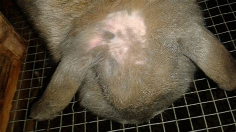 Rabbit Balding On Head Please Help Backyard Chickens Learn How To