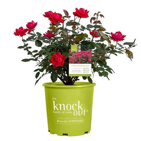 Knock Out Gal Red Double Knock Out Rose Bush With Red Flowers