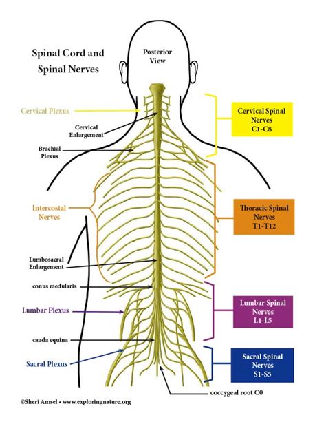 Central Nervous System Structure