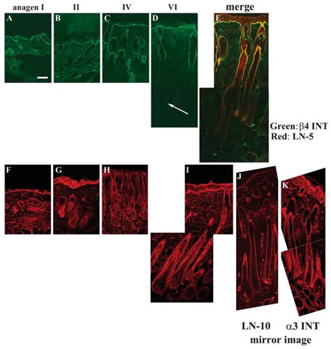 Spatial And Temporal Control Of Laminin And