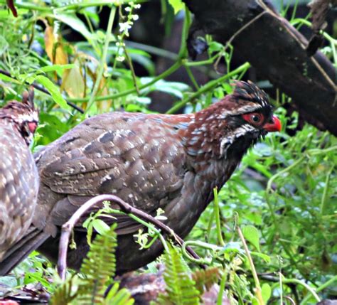 Codorniz Coluda Transvolcánica Aves De Manantlán · Biodiversity4all