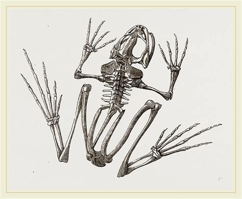 Skeleton Of Common Frog Drawing by Litz Collection - Fine Art America