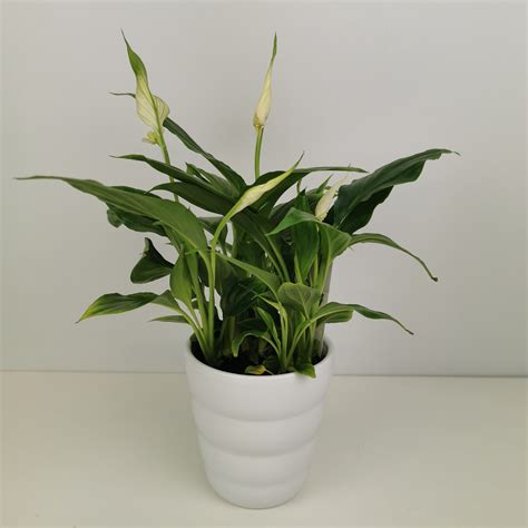 Spathiphyllum Chopin Peace Lily