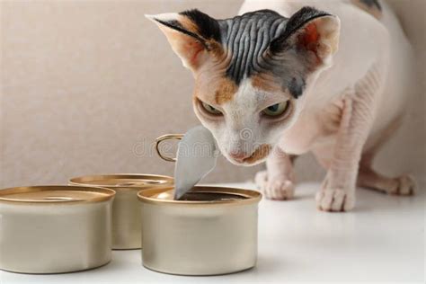 Cute Sphynx Cat Eating Wet Food From Can On White Table Closeup Stock