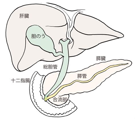 肝胆道疾患の治療 埼玉医科大学総合医療センター