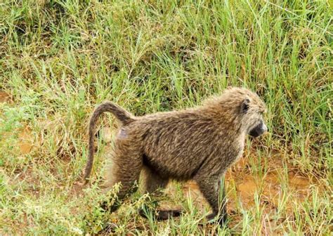 Baboon Behavior - AnimalBehaviorCorner