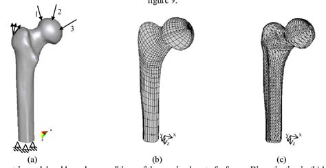 Figure 11 From A Model Of Bone Adaptation As A Topology Optimization