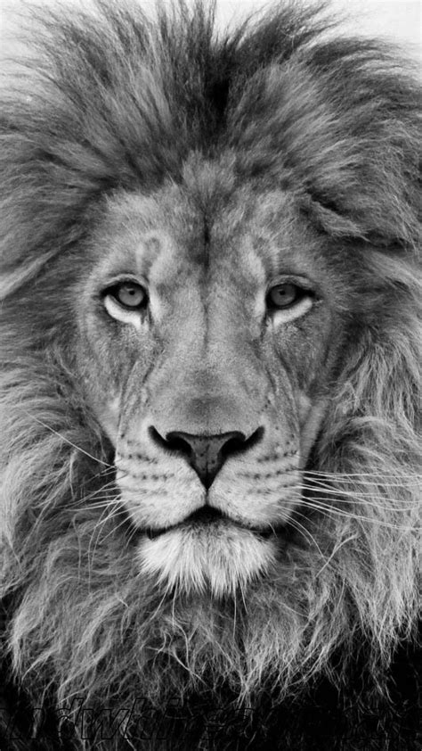 Lion Motivation Wallpapers Top Free Lion Motivation Backgrounds