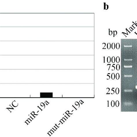 Identification of miR-19a has an interaction with IREB2. (a) RNA-RNA ...