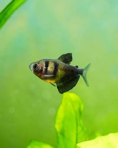 Is My Black Widow Tetra Pregnant Heres How To Tell