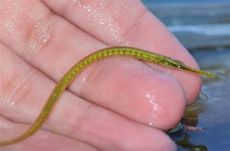 Dusky Pipefish From Fort De Soto Fl Usa On April 20 2022 By Riley